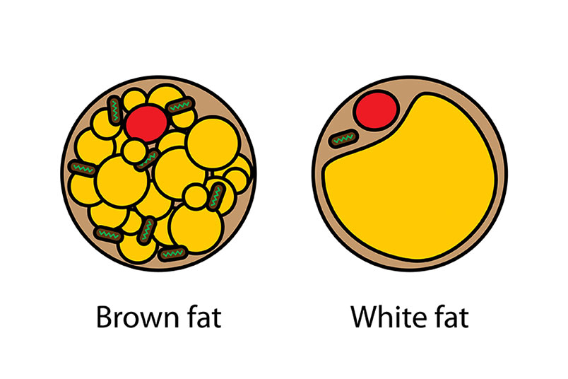 '갈색지방'과 '백색지방'의 세포 모습을 이미지로 보여주고 있는 모습이다.