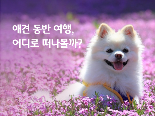 포메라니안이 보라색 꽃밭에서 웃고 있다.