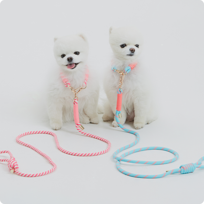 하얀 강아지 두마리가 예쁜 목줄을 하고 서 있다.