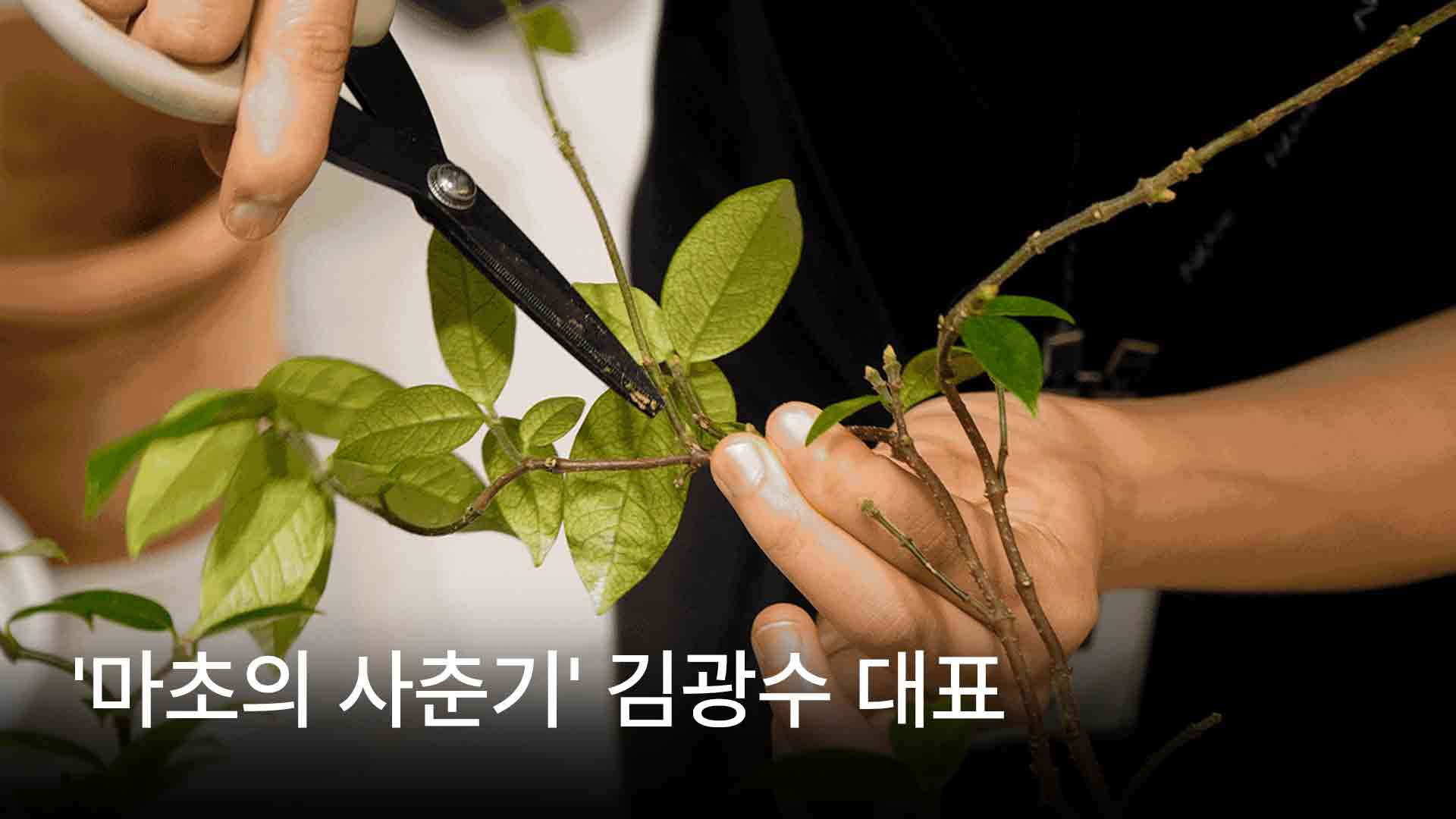 '플랜테리어' 브랜드 '마초의사춘기' 대표가 식물을 가지치기 하고 있는 모습이다.