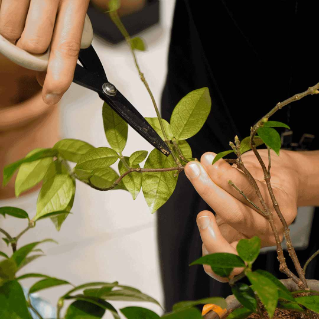 '플랜테리어' 브랜드 '마초의사춘기' 대표가 식물을 가지치기 하고 있는 모습이다.